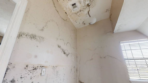 Best Crawl Space Mold Remediation  in Brookshire, TX