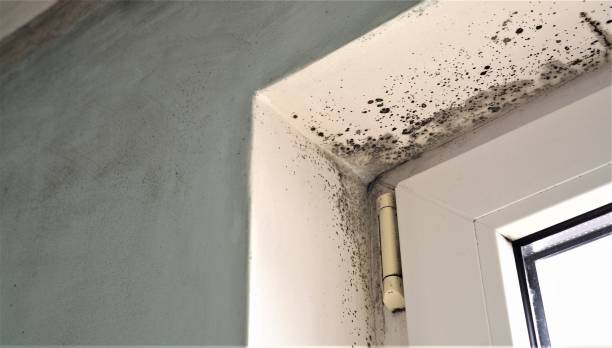 Best Mold Prevention Services  in Brookshire, TX