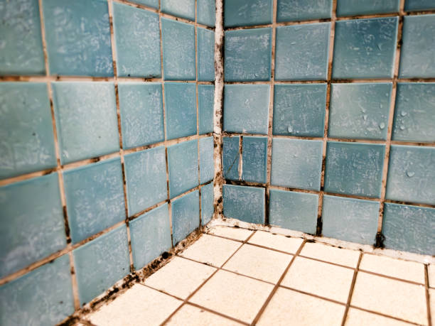 Best Mold-Related Health Consultation  in Brookshire, TX