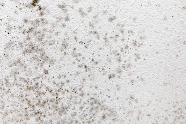 Best Environmental Consulting for Mold Prevention  in Brookshire, TX