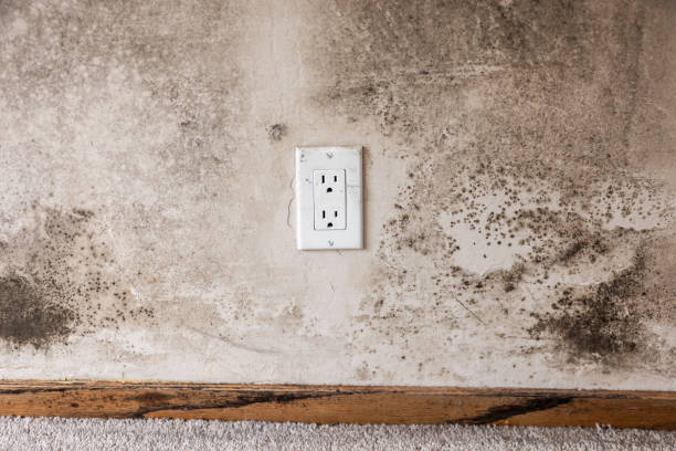 Trusted Brookshire, TX Mold Removal Experts