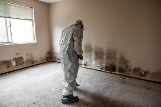 Mold Removal for HVAC Installations in Brookshire, TX