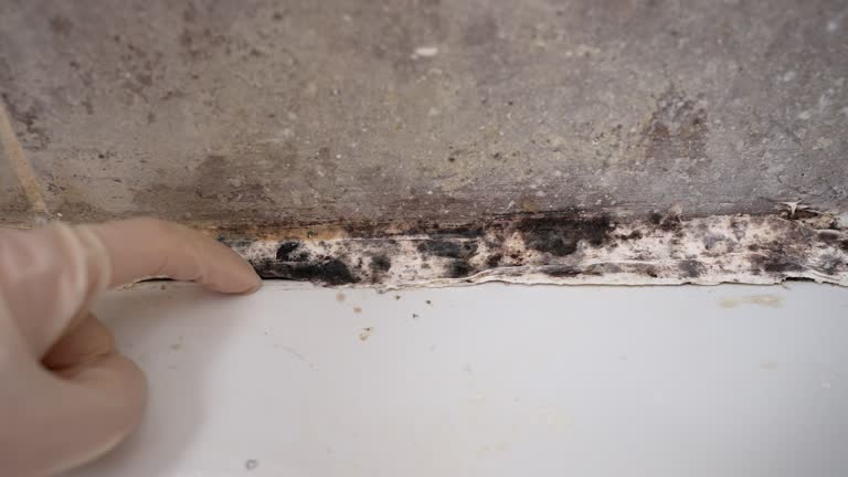 Best Dehumidification Services  in Brookshire, TX